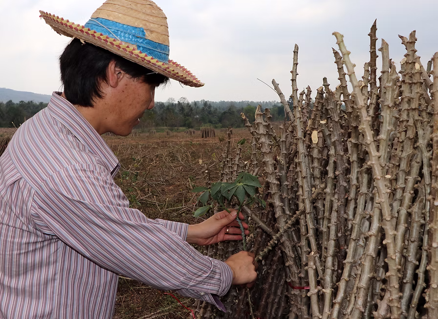 Farmer handling cassava stalks in a Binh Phuoc field